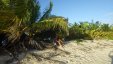 Under Palm at Sandy Island Grenada