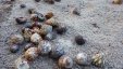 Hermit Crabs at Sandy Island Grenada