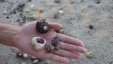 Holding Hermit Crabs at Sandy Island Grenada