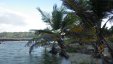 Palms Other Side Sandy Island Grenada
