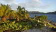 Sandy Island Palms