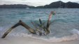 Tree Roots on Sandy Island Beach