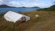 Petite Martinique Shore and Goat