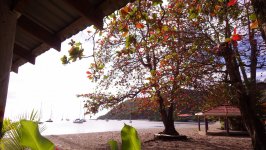 Dominica Shaded Beach