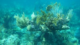 Pelican Cays Sea Park Corals