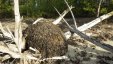 HawksNest Cay Berry Islands