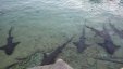 Staniel Cay Black Point Areas Exumas